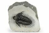 Spiny Comura Trilobite - Very Large Specimen #245918-2